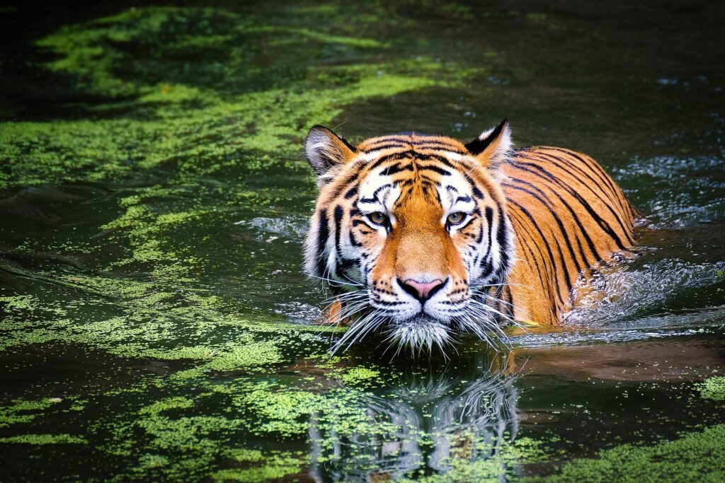 **Alt Text:** Visitors enjoying a Sundarban tour with NRS TOUR and TRAVEL on a boat through the dense mangrove forest, searching for the majestic Royal Bengal Tiger. The scenic waterways, lush greenery, diverse wildlife, and peaceful natural surroundings showcase the beauty of the Sundarbans, a UNESCO World Heritage Site and one of the best destinations for wildlife enthusiasts, birdwatchers, photographers, and adventure travelers seeking an unforgettable eco-tourism experience.
